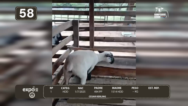 Lote LOTE 58 - CAMPO