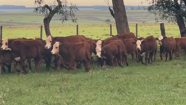 Lote 97 Terneros/as en Ituzaingó, Corrientes