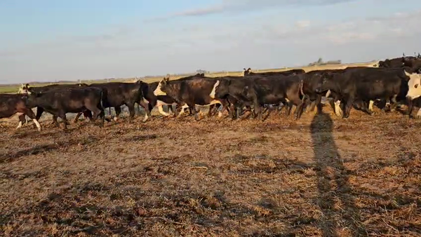 Lote 29 Vacas C/ gtia de preñez