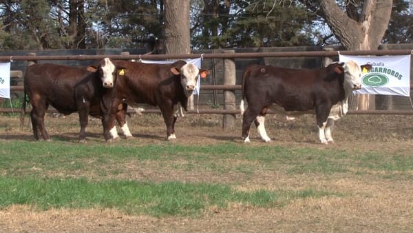 Lote TOROS BRAFORD CABAÑA LOS ALGARROBOS