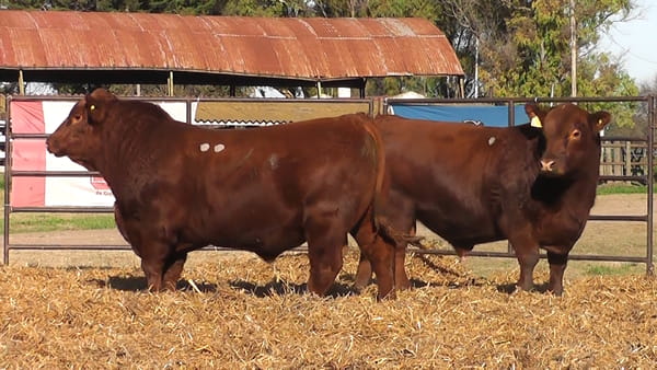 Lote TOROS ANGUS PURO DE PEDIGREE