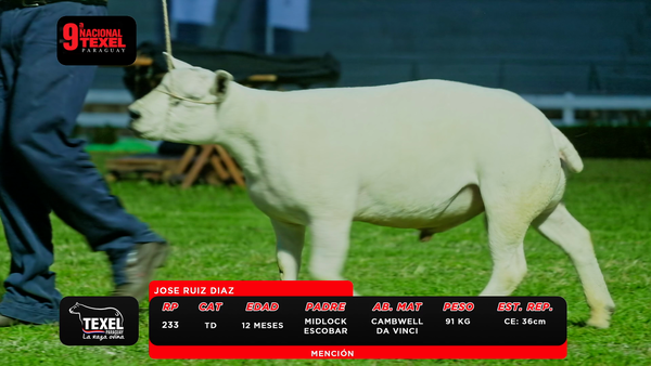 Lote LOTE 1