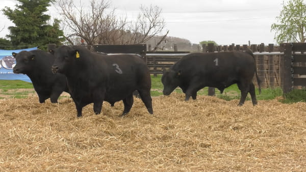 Lote TOROS ANGUS PUROS CONTROLADOS