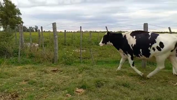 Lote Vaquillonas Preñadas- Waldemar Fassi