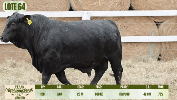 Lote LOTE 64
