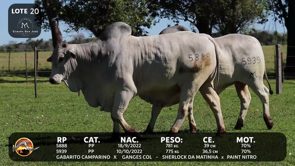 Lote LOTE 20