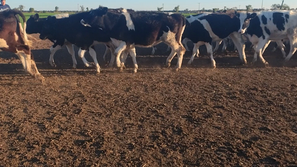 Lote 30 Terneras Holando Argentino en Freyre, Córdoba