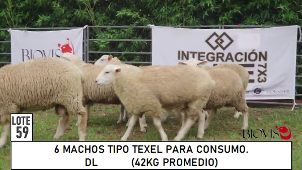 Lote LOTE 59 -PARA CONSUMO