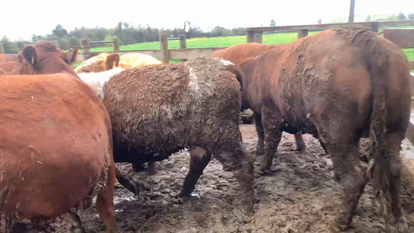 Lote 78 Novillo Gordo en Yerbas Buenas, VII  Región Maule