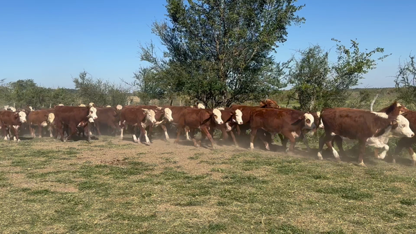 Lote 105 Terneros