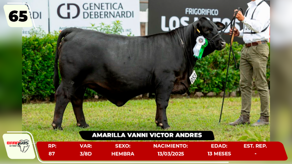 Lote LOTE 65