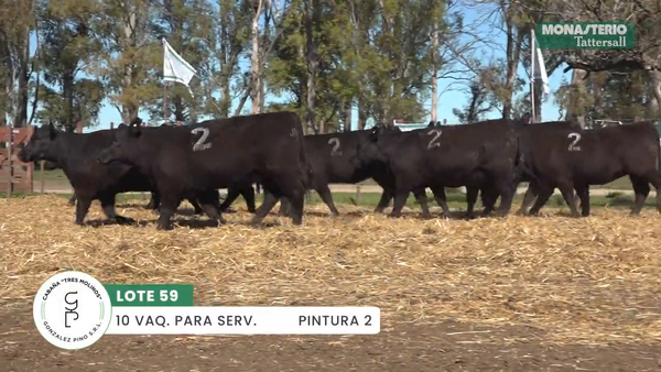 Lote "TRES MOLINOS" VAQUILLAS Para Servicio