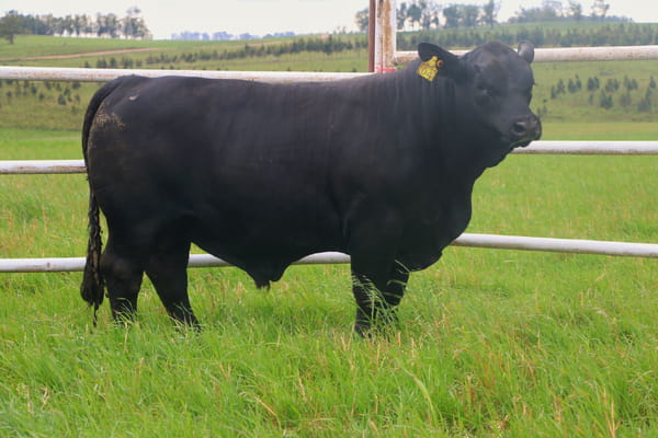Lote Toros, Tacuarembó