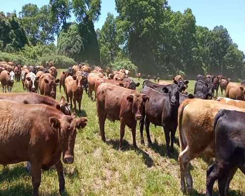 Lote 50 Novillo Engorda en Vilcún, IX Región Araucanía