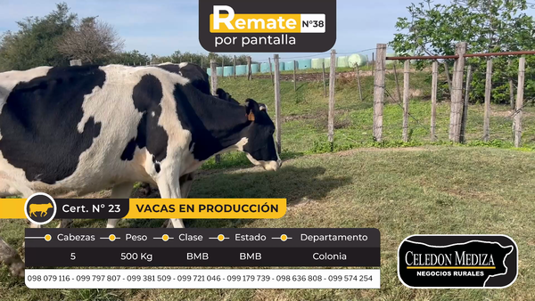 Lote 5 Vacas en produccion en Otra Localidad, Colonia