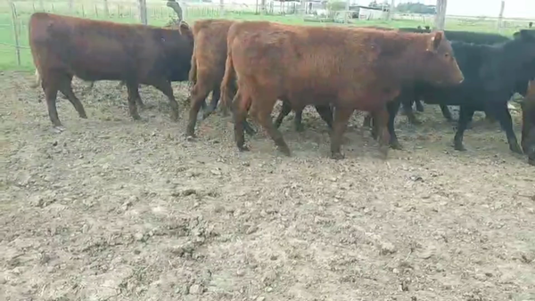 Lote 38 Terneros