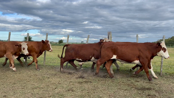 Lote NOVILLOS 1 a 2 AÑOS