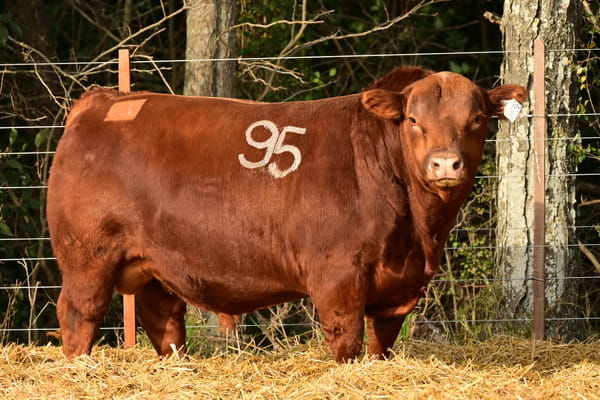 48538 — TOROS ANGUS PC
