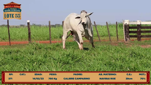 Lote LOTE 55
