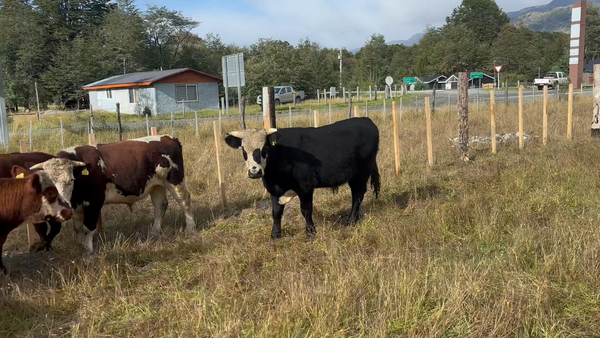Lote 20 Novillo Engorda en Río Ibáñez, XI Región Aysén
