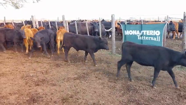 Lote 90 Terneros/as en Huanguelen