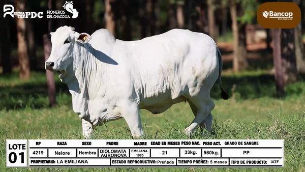 Lote Lote 1