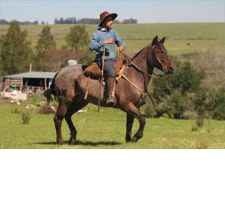 Lote SANTA GLORIA NENENA