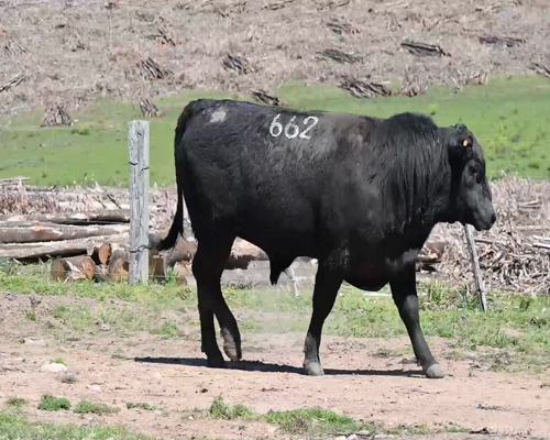 Lote TORO 662