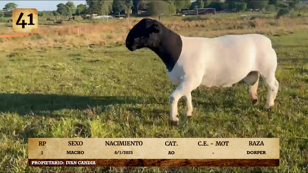 Lote LOTE 41