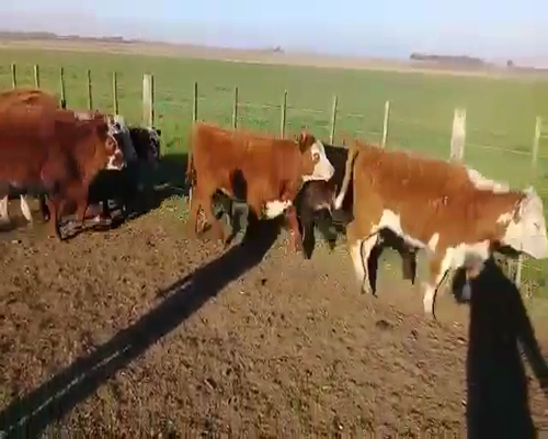 Lote 20 Terneros/as en Benito Juárez, Buenos Aires