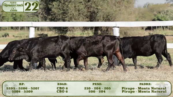 Lote LOTE 22
