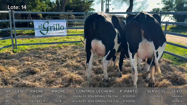 Lote Vacas