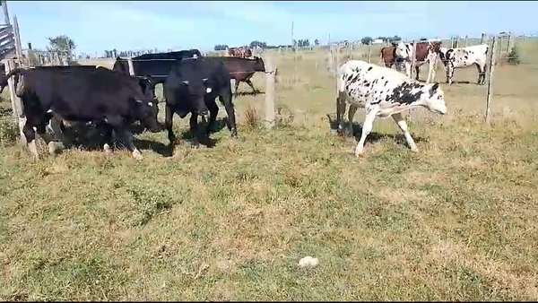 Lote 10 Terneros Holando en Cuchilla Seca
