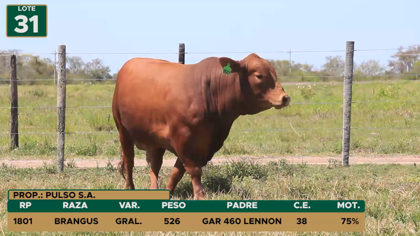Lote TOROS LOTE 31