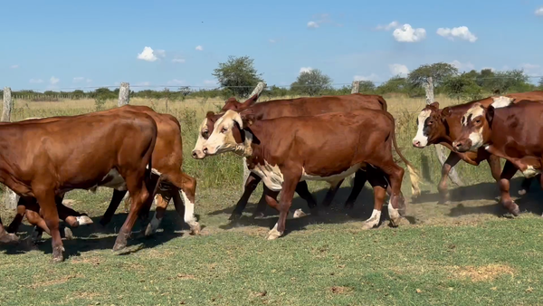 Lote 85 Novillos en Corrientes, Mercedes