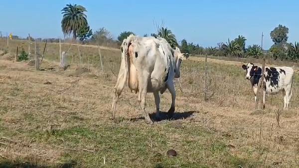 Lote (Vendido)Vacas preñadas HOLANDO en CUFRE