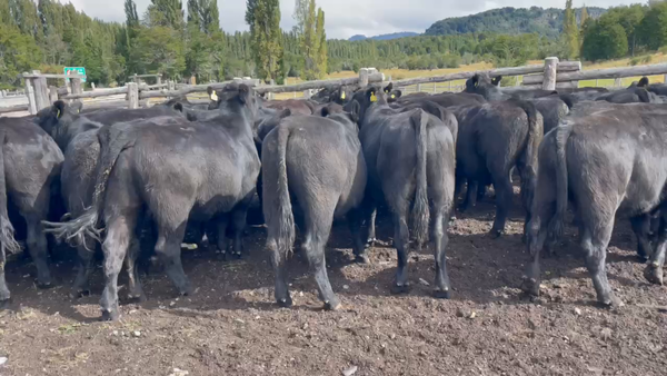 Lote 50 Novillo Engorda en XI Región Aysén, Coyhaique