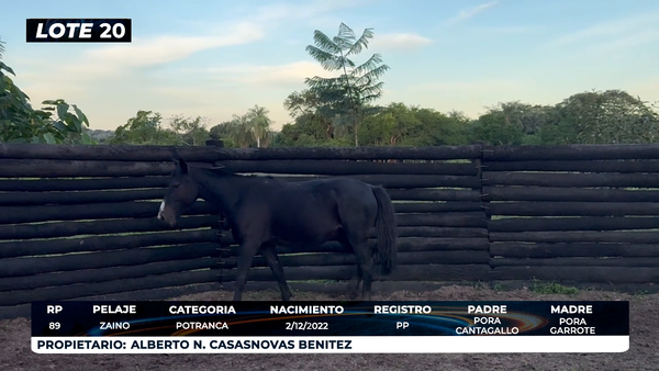Lote LOTE 20 - DE CAMPO