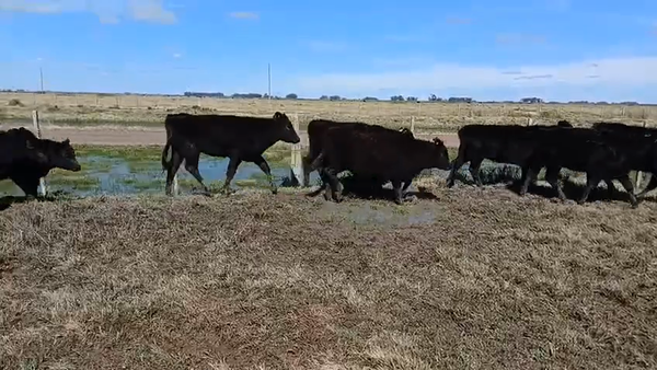 Lote 38 Terneras 28 AA,  5 RA,  5 AA X HE 185kg -  en LAGUNITAS A 9KM DEL KM145 DE RUTA 15, A 24KM DE LASCANO