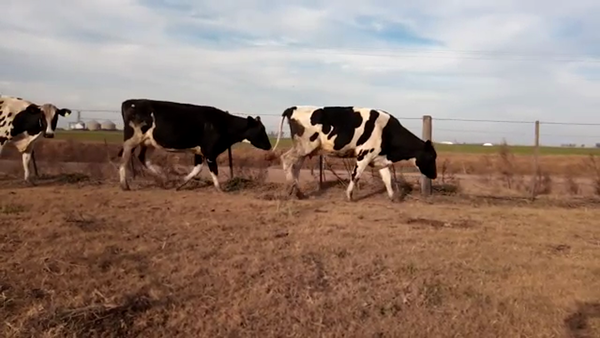 Lote Los Alamos - Vaquillonas Preñadas
