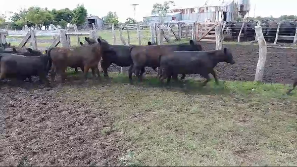 Lote 80 Terneros/as