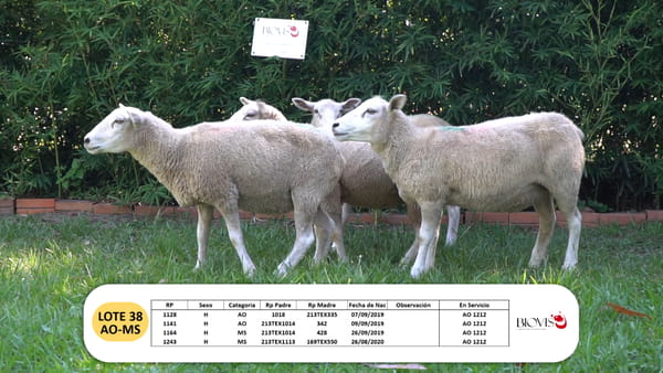 Lote Lote 38 - AO -  MS