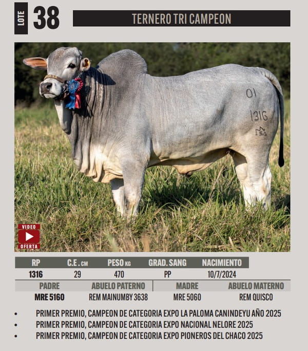 Lote LOTE 38
