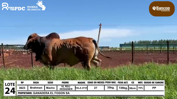 Lote Lote 24