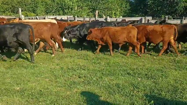 Lote 80 Novillitos