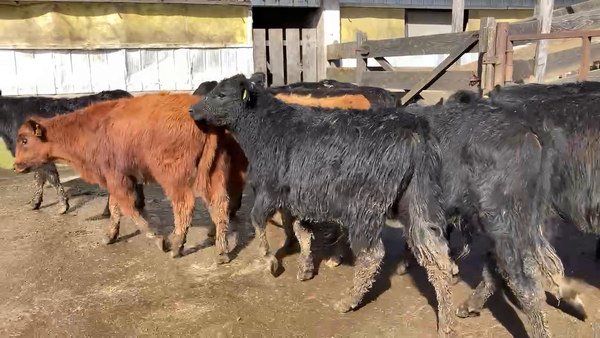 Lote 21 Ternero en Osorno, X Región Los Lagos