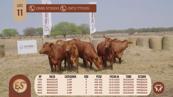 Lote VAQUILLAS CBO 4 PREÑADAS