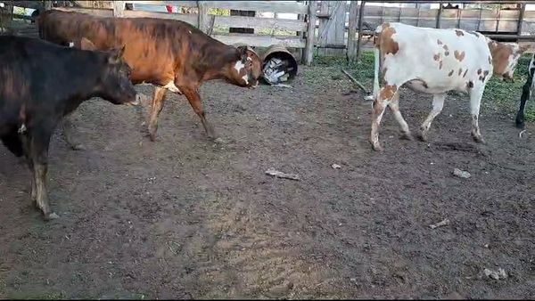 Lote Vaquillonas 1 a 2 años