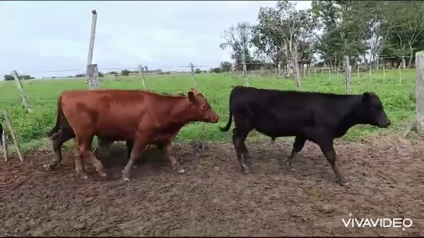 Lote 97 Terneros