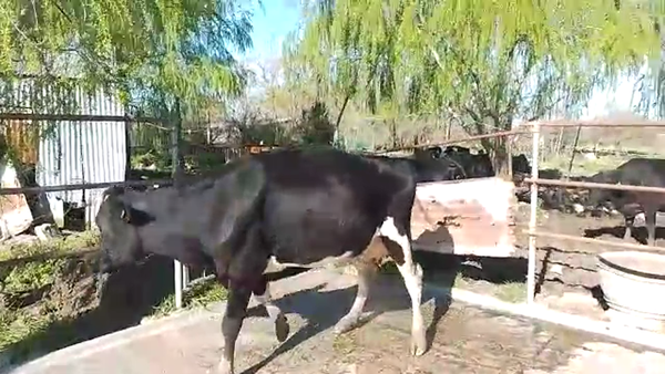 Lote Vaquillonas 1 a 2 años HOLANDO, San José